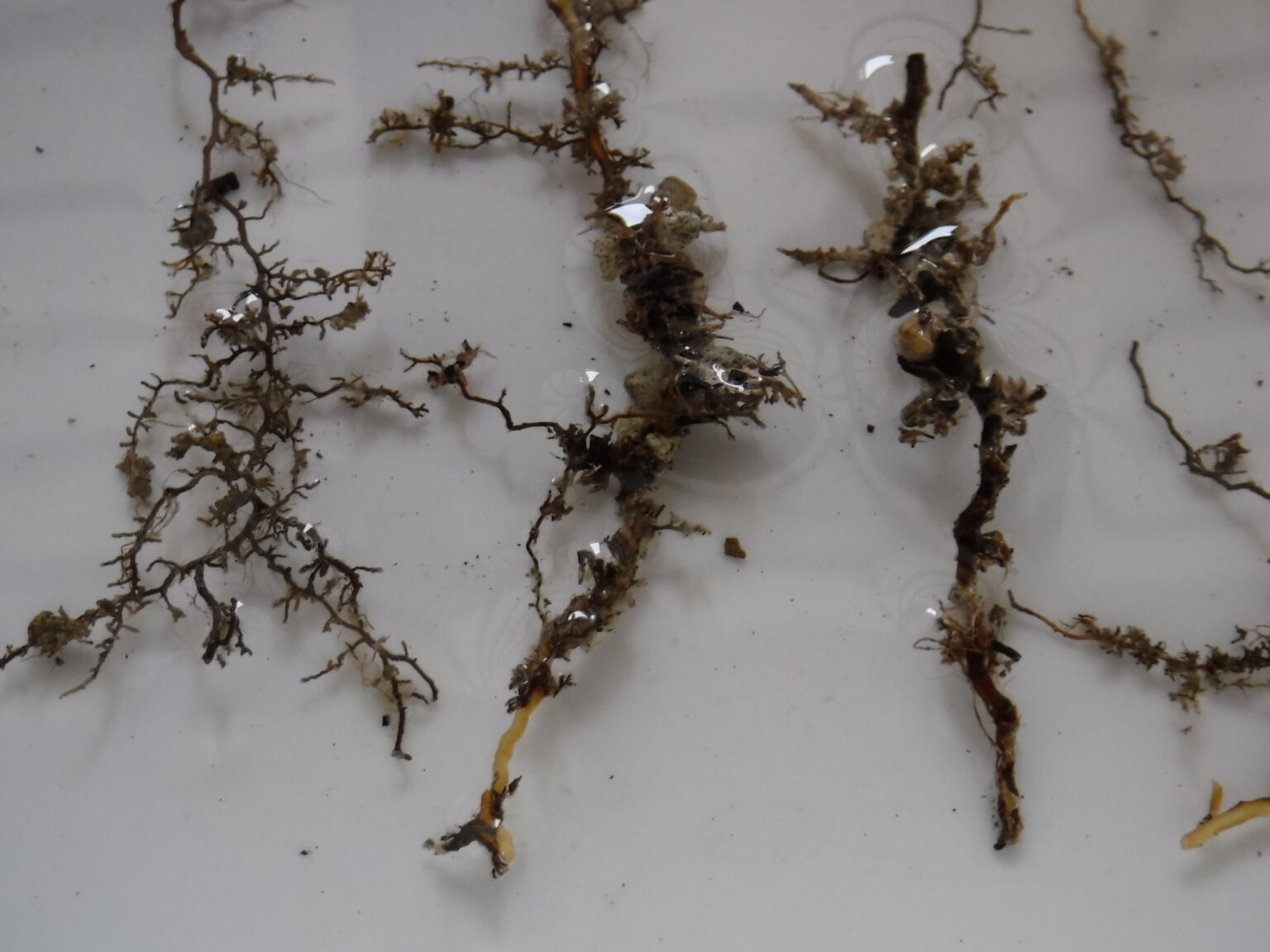 菌根菌とは?【植物を強力にサポートする大切なお友達】 | 植物時間