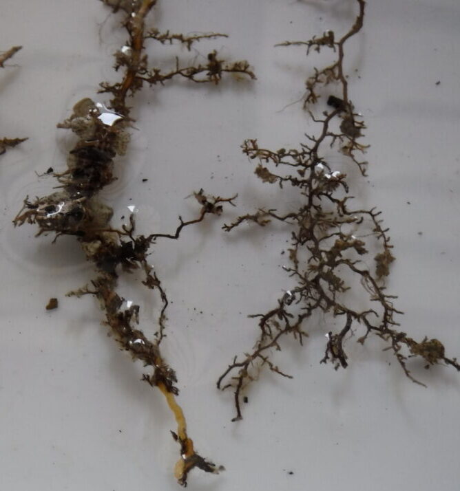 菌根菌とは?【植物を強力にサポートする大切なお友達】 | 植物時間