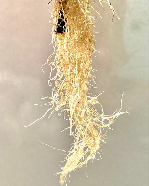菌根菌とは?【植物を強力にサポートする大切なお友達】 | 植物時間