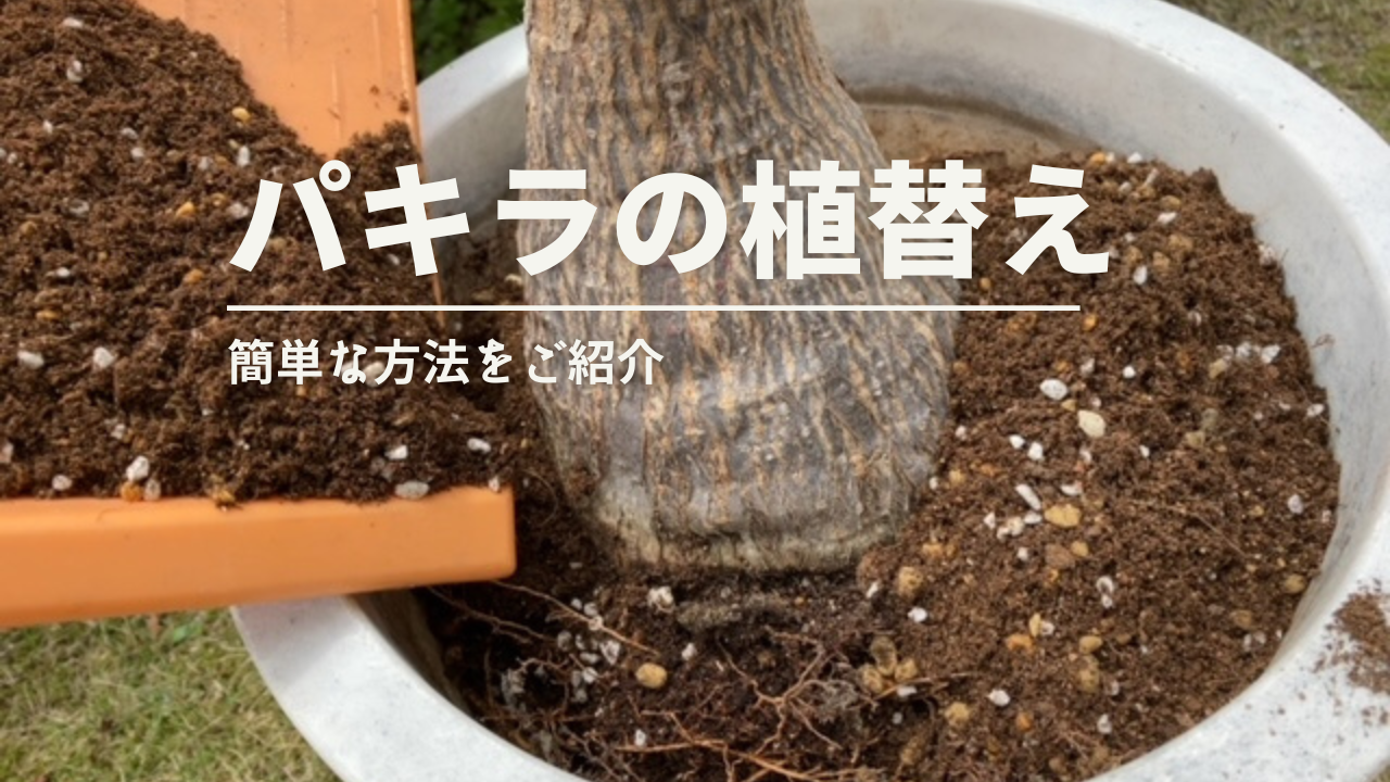 簡単！！“パキラの植え替え” | 植物時間
