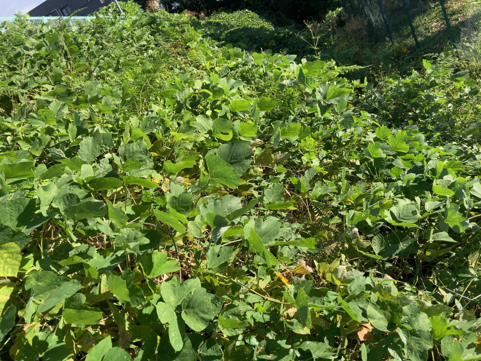 ”葛(クズ)”を根絶やしする除草の方法「おすすめ除草剤」 | 植物時間