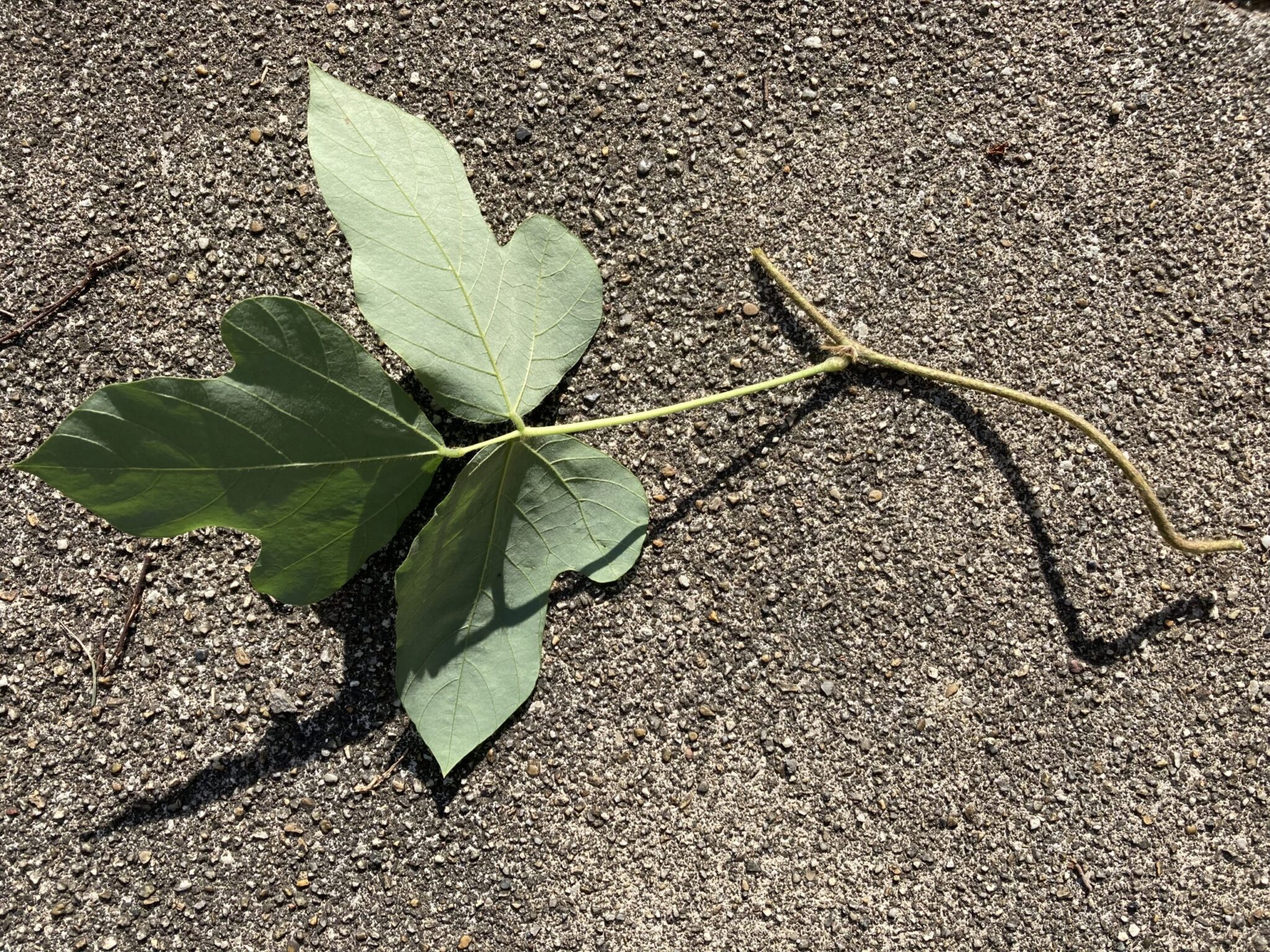 ”葛（クズ）”を根絶やしする除草の方法「おすすめ除草剤」 | 植物時間