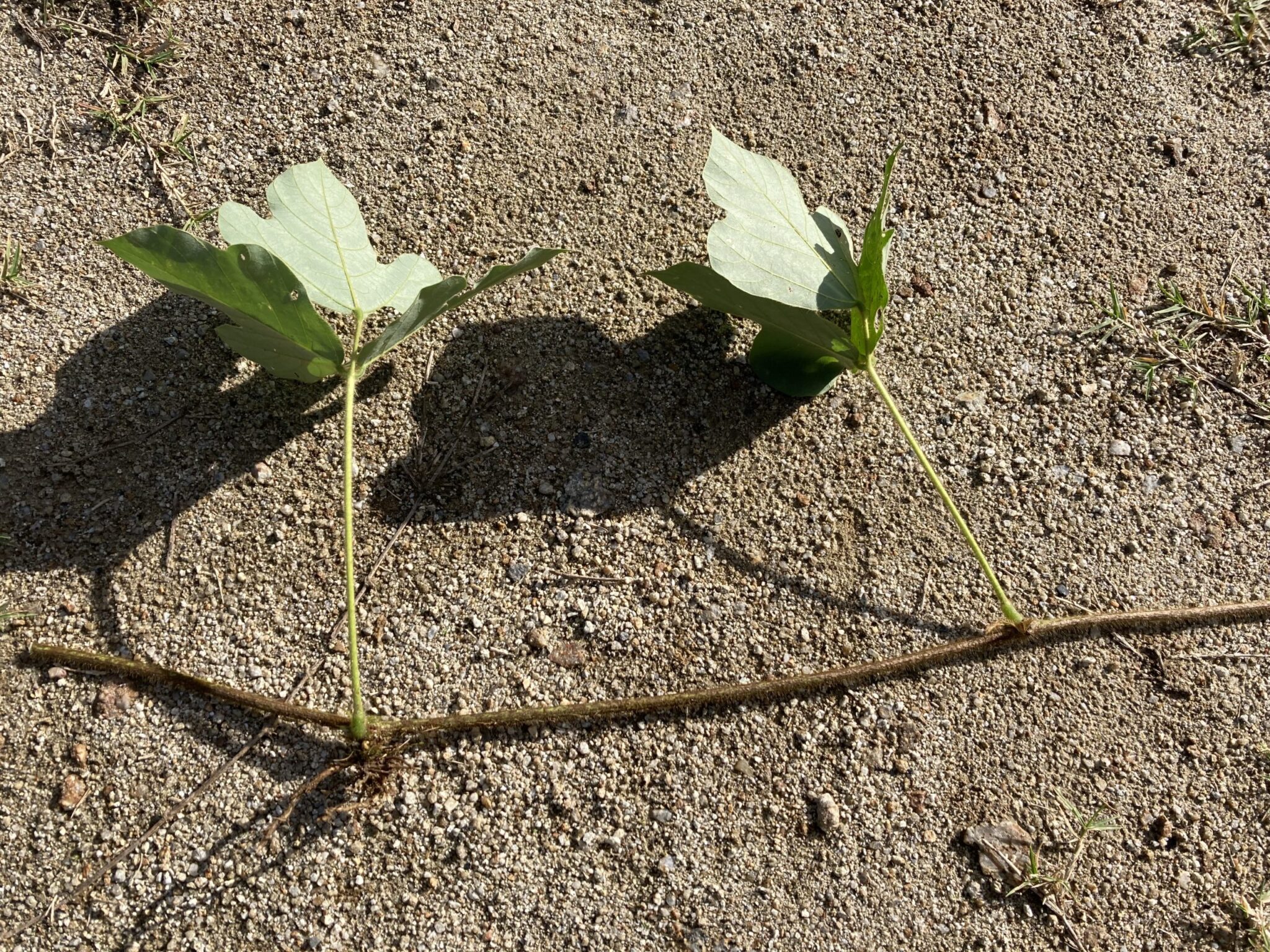 ”葛(クズ)”を根絶やしする除草の方法「おすすめ除草剤」 | 植物時間