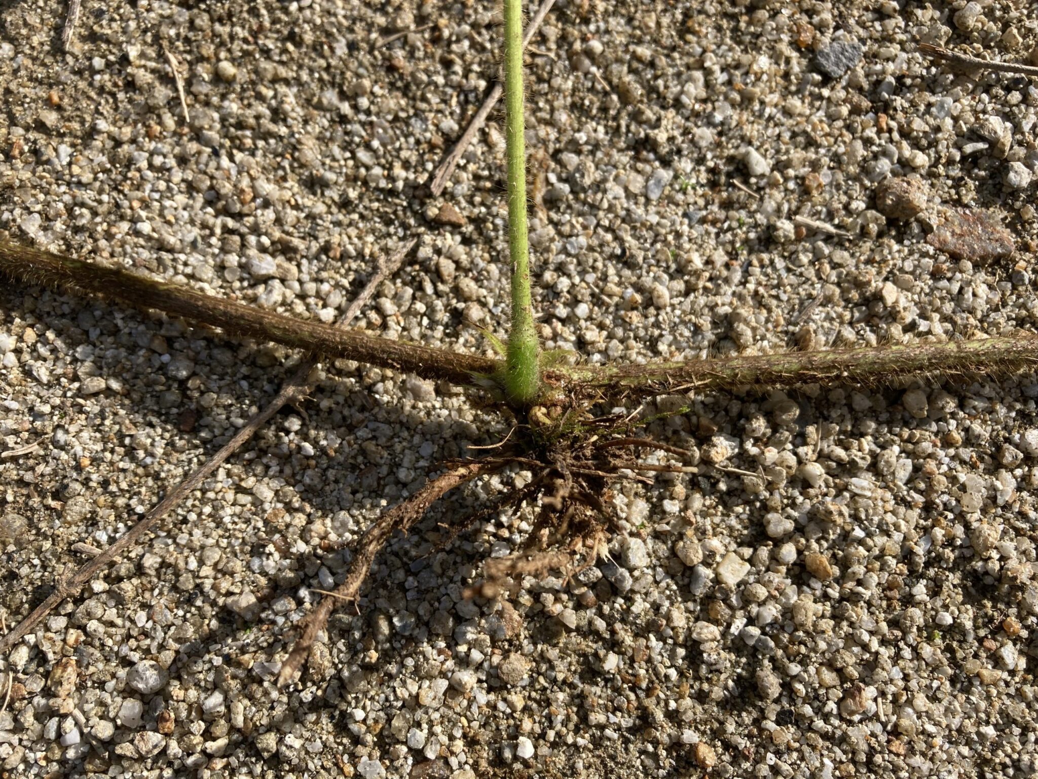 ”葛(クズ)”を根絶やしする除草の方法「おすすめ除草剤」 | 植物時間